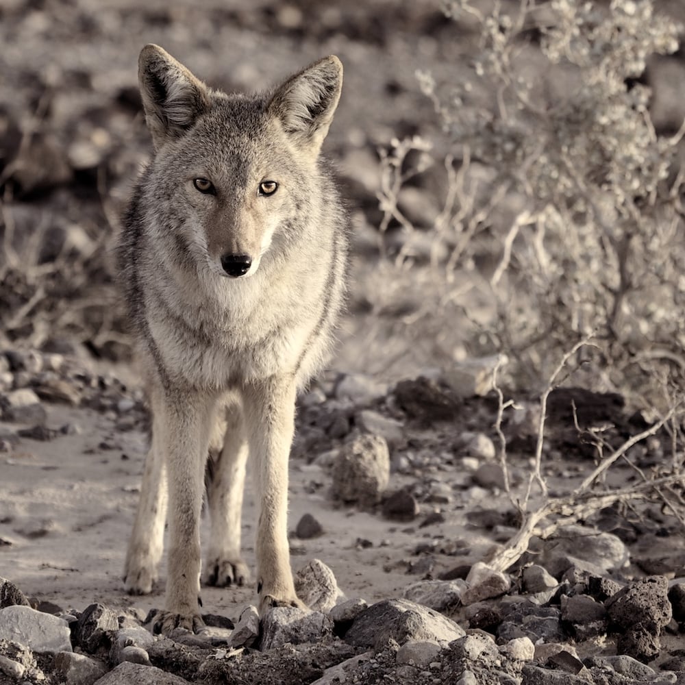 Wolves/Foxes/Coyotes | Kat Livengood Photography