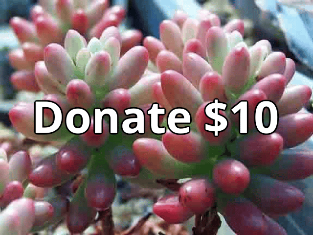 Image of Donate 10
