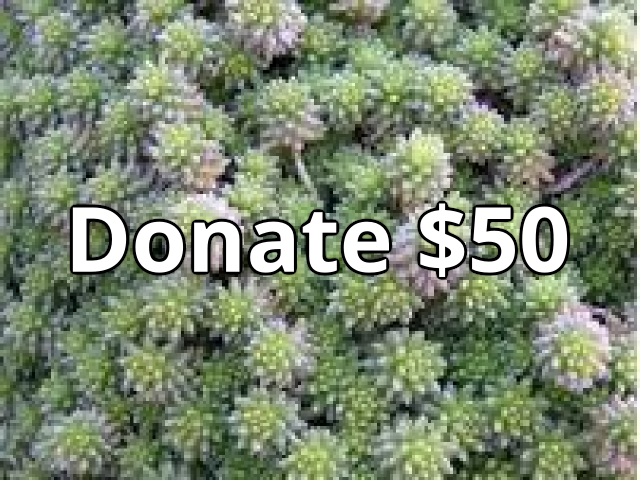 Image of Donate 50