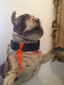 Image of antique taxidermy of a bristish bulldog from the brading museum