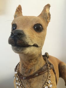 Image of antique taxidermy pinchers german dog