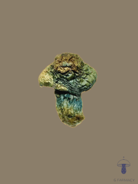 Apehilly Bumpkin (HBPXAPE)