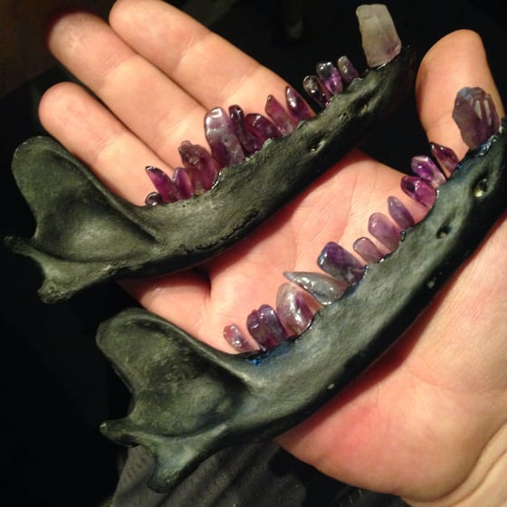 Image of Black amethyst implanted coyote jaw