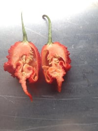 Image 2 of RUBY'S REAPER (EXTRAHOT) 150m