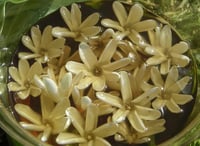 Image 2 of Monoi De Tahiti Oil