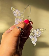 Periwinkle butterflies 