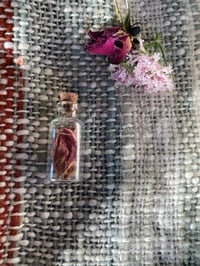 Image 17 of Weaving ourselves Wild 