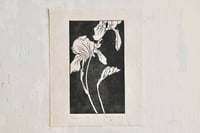 Image 1 of German Iris ✦ Linocut Print