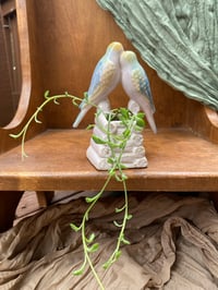 Image 2 of String of Dolphins in Small Parakeet Pot