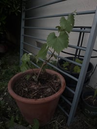  Grapes (green)