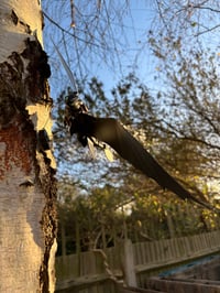 Image 2 of XL Night Dragon Wall Flyer Sculpture