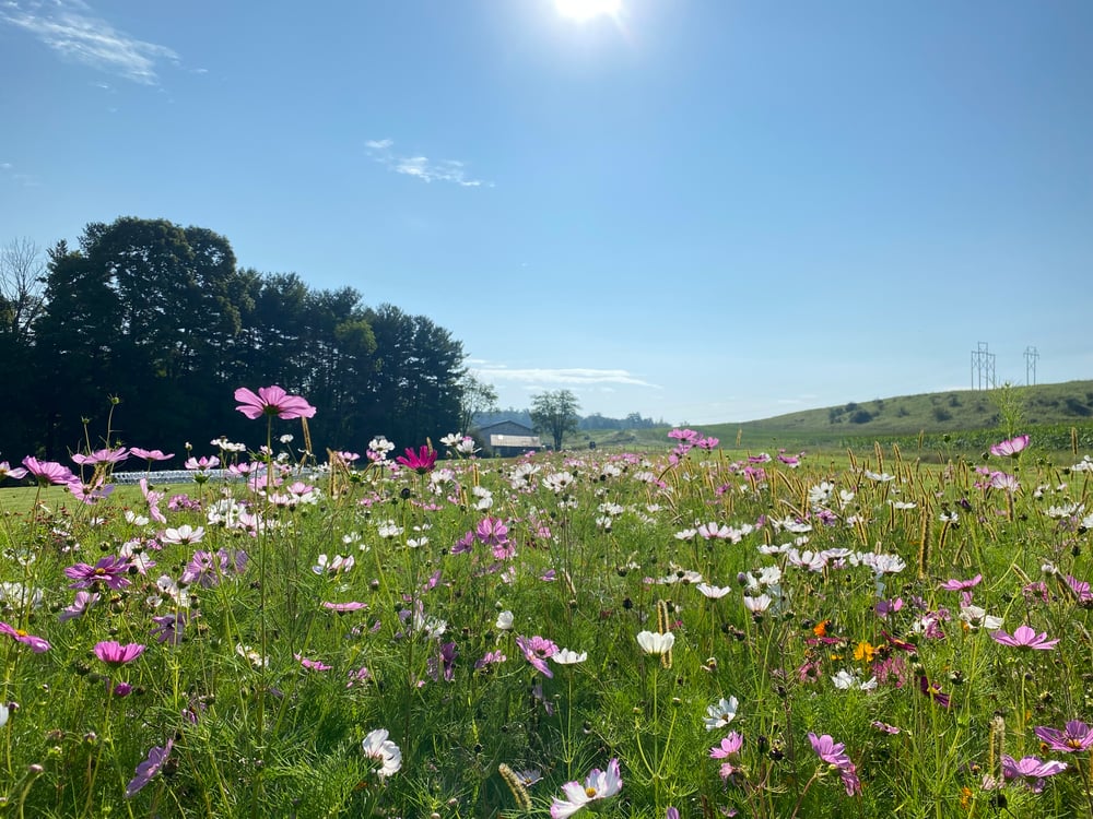 Image of Wildflower Mini Sessions