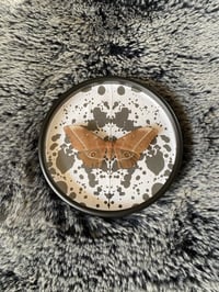 Vintage moth