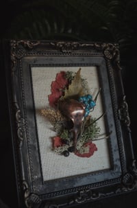 Image 2 of Real bird skull taxidermy frames