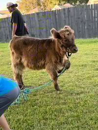 Image 3 of Pumpkin Hunt with our fav dogs, pony rides, hay rides, painting on pumpkins!