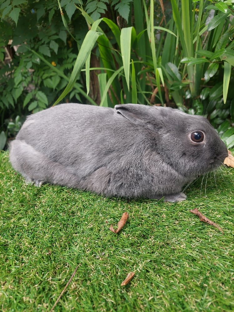Image of Bluey (M)