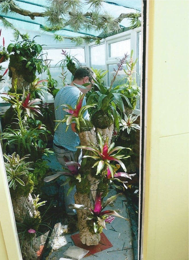 Image of bromeliad trees
