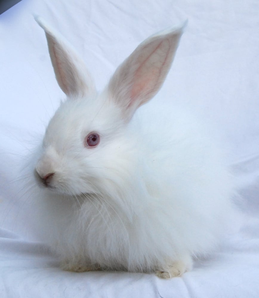 Image of Browndorff's "Fredrick The Vast", 100% German REW Buck, born 3.12.15