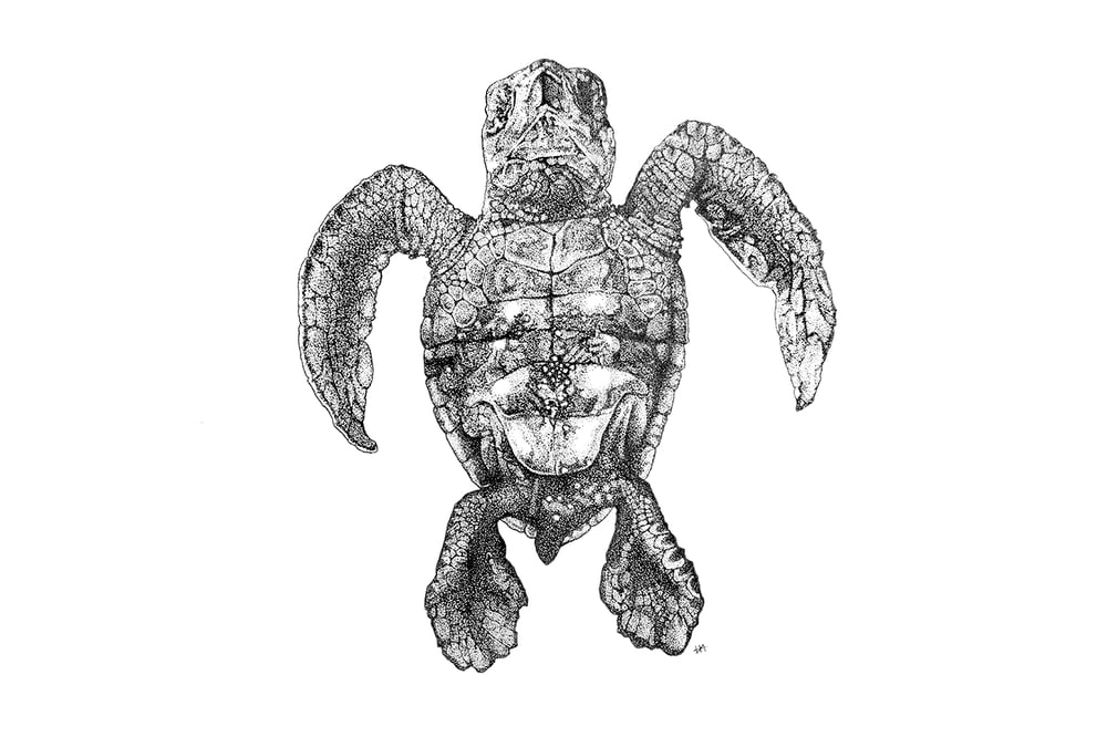 Image of Sea Turtle Belly