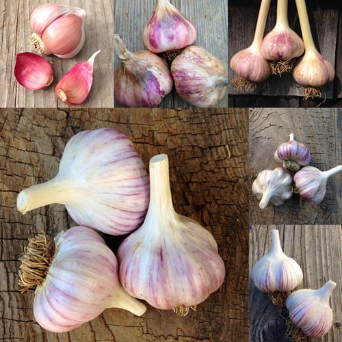 Image of Garlic of the Month - 4 Months