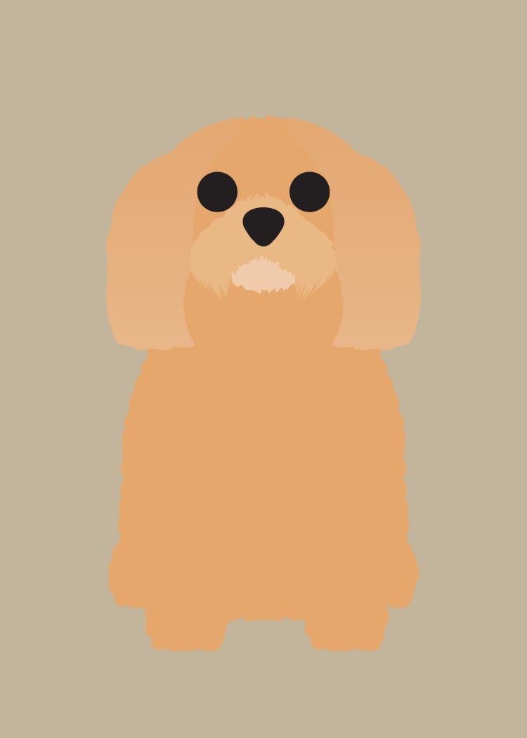Lhasa Apso Collection
