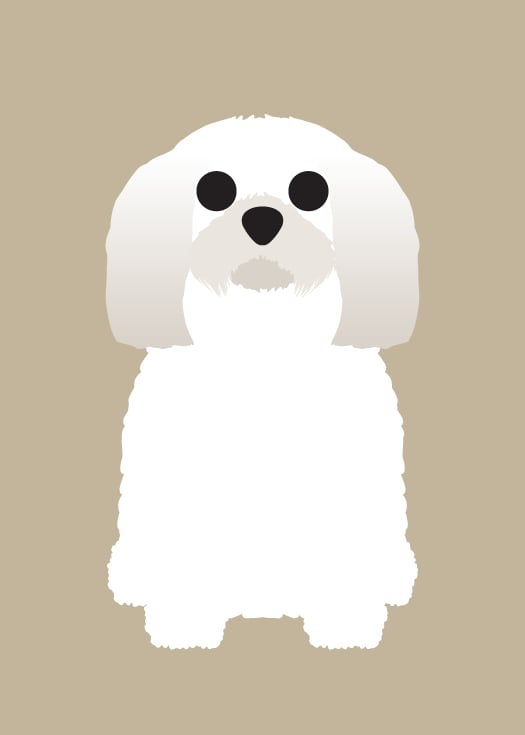 Lhasa Apso Collection