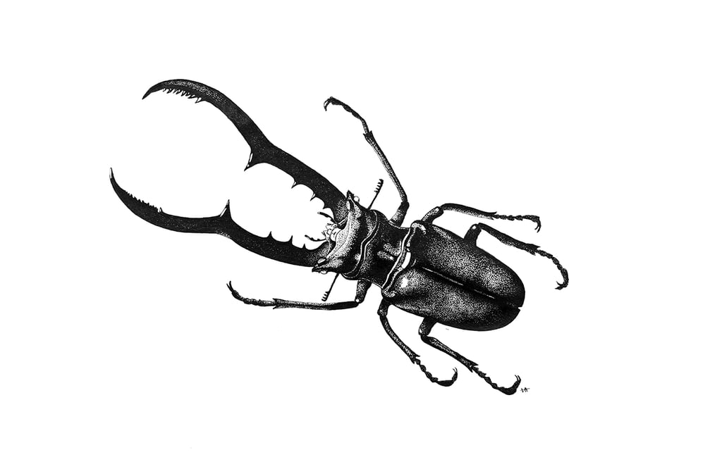 Image of Stag Beetle