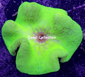 Image of Neon Carpet Anemone