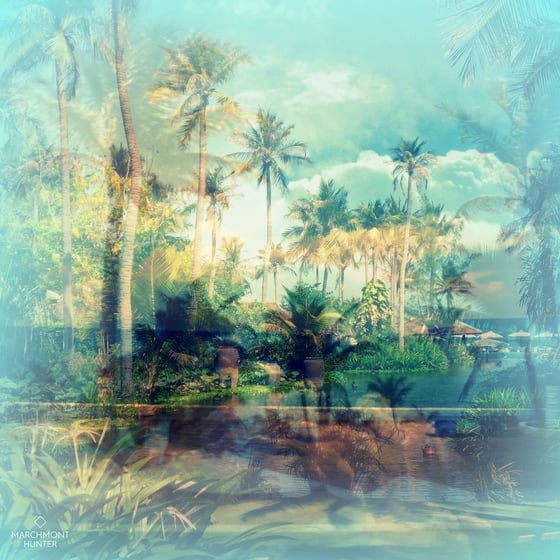 Image of Paradise Palms Silk Chiffon Scarf