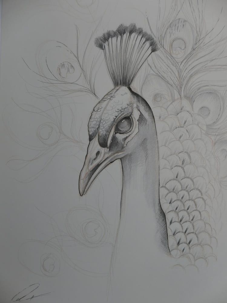 Image of Peacock