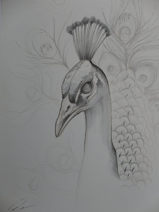 Image of Peacock