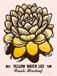 Yellow Water Lily