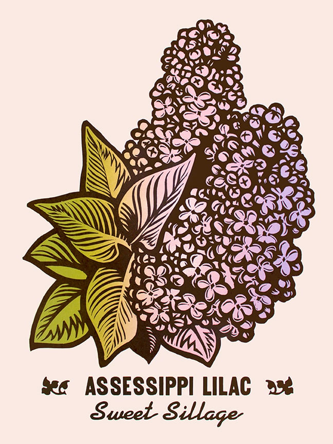 Image of Assessippi Lilac