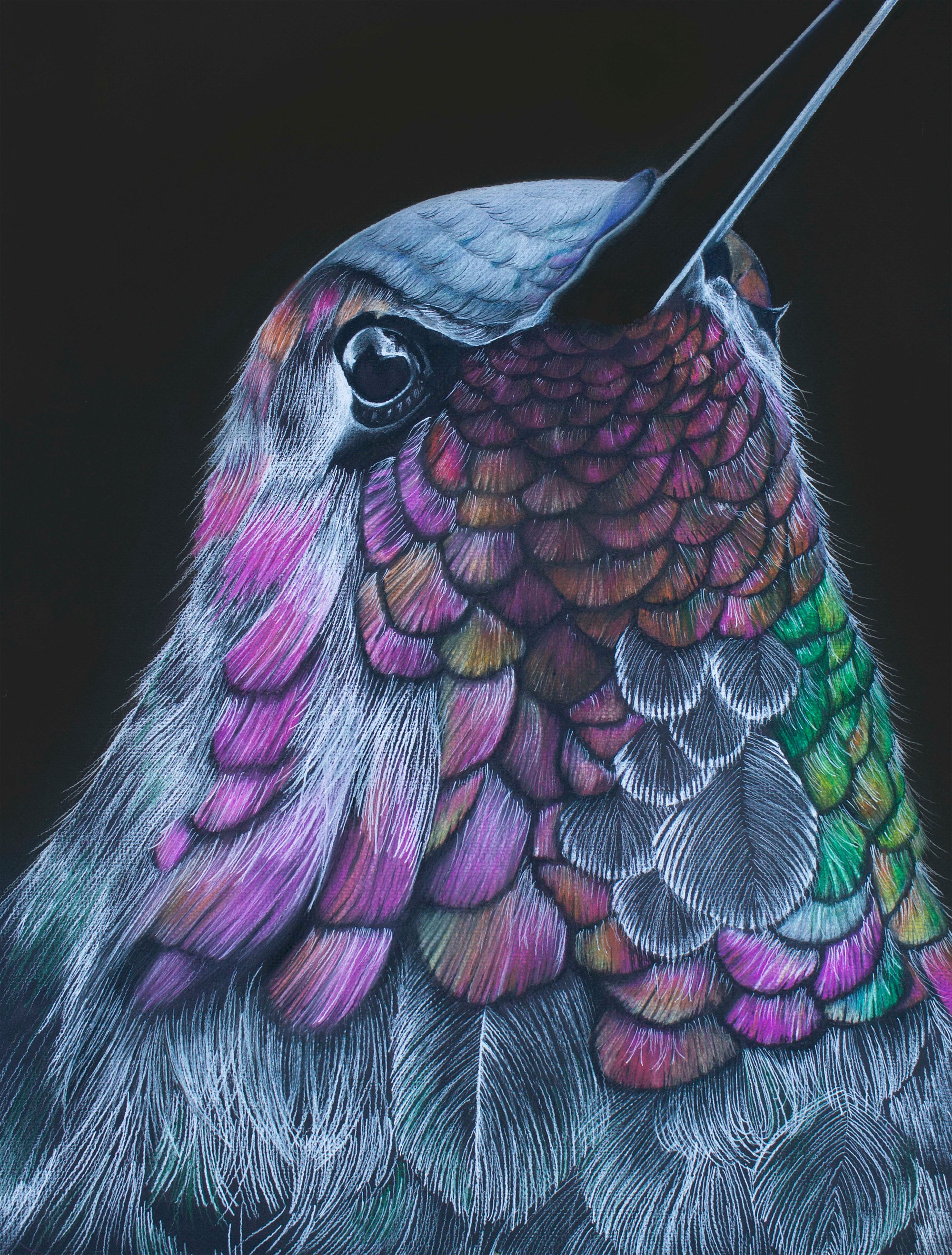 Image of Julio the Hummingbird