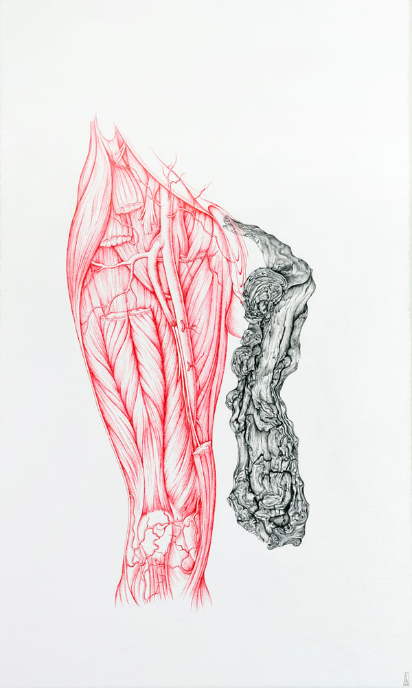 Image of Surgical Anatomy of the Femoral Artery