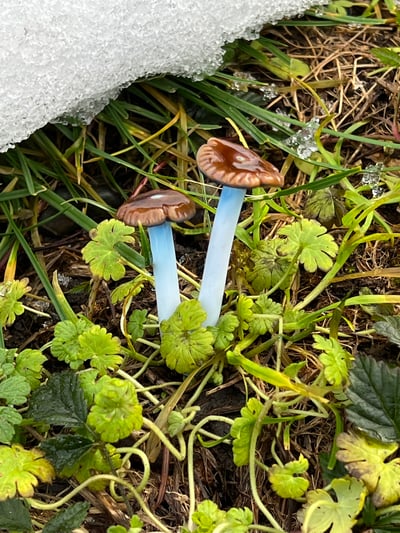 Image of Small Pair Of Wavy Capped Blue Staining Mushroom Plant Spike
