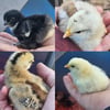 Chicks 