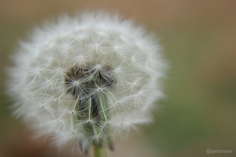 Image of Dandelion