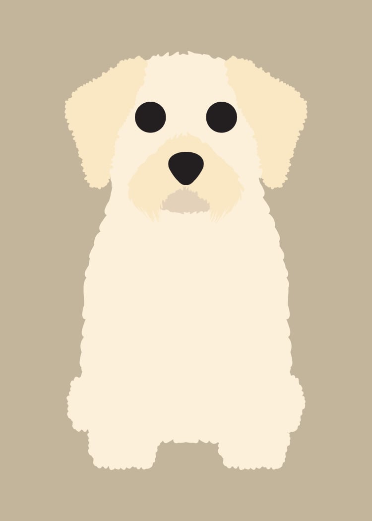 Havanese Collection