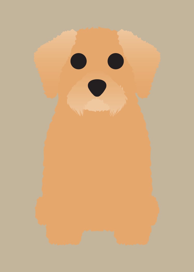 Havanese Collection