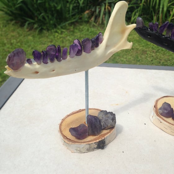 Image of Amethyst coyote jaw on birch wood stand