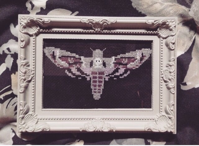 Image of Cross stitch moth