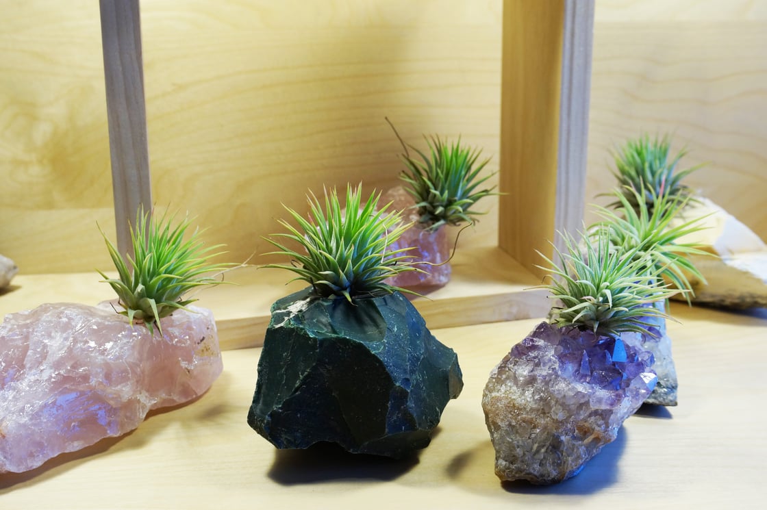 Image of Crystal Air Plants