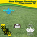 Image of Sea Shore Paspalum   (Great Coastal Grass, Warm Weather Grass, Drought Tolerant 9))