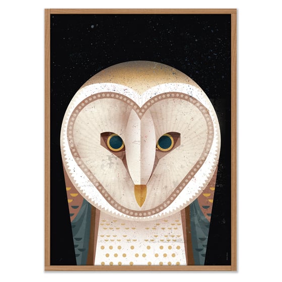 Image of Barn Owl