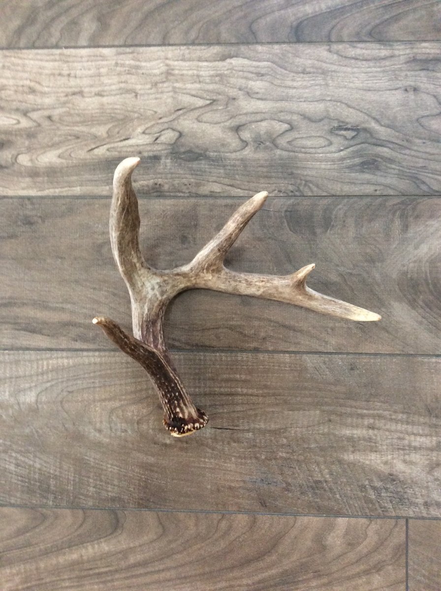 Products / The Organic Antler