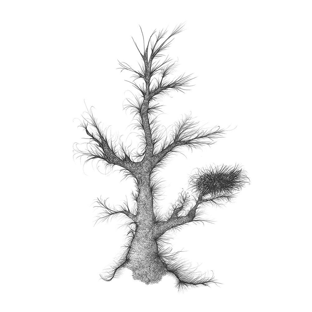 Image of Impossible Tree