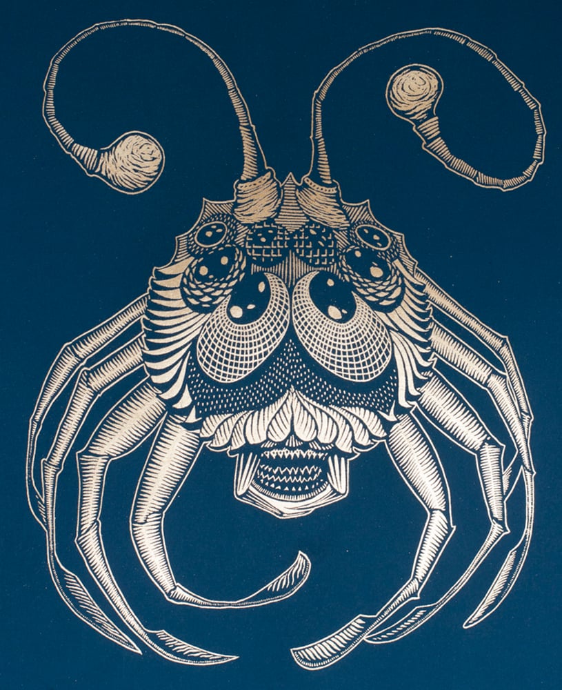 Image of Golden Sea Spider