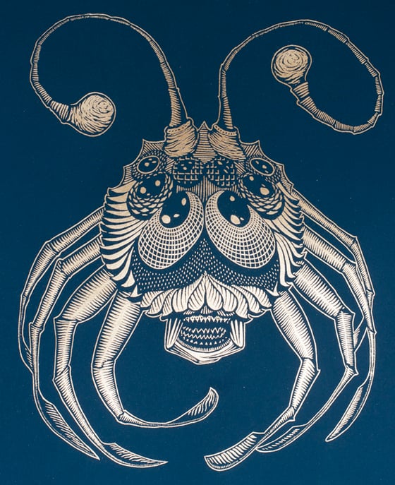 Image of Golden Sea Spider