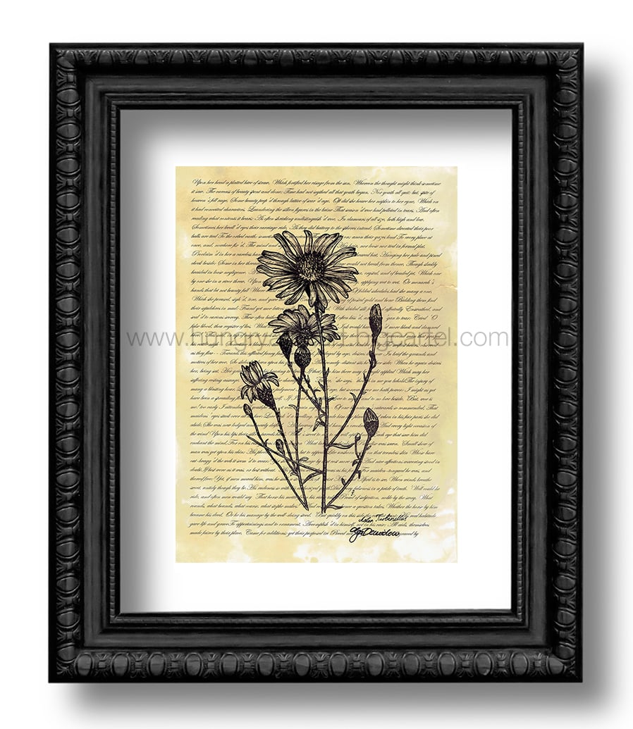 Image of "Aster turbinellus" - Limited and numbered art print